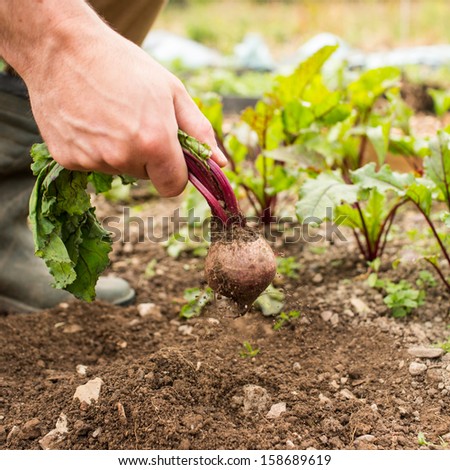 Man pulling fresh beetroot out of the ground in his garden