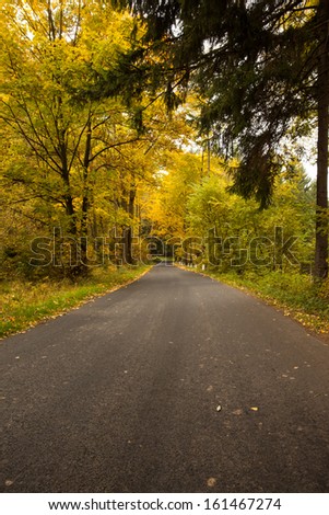 Scenic shot of country road along trees in the lush forest