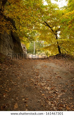 View of a peaceful country road along trees in the lush forest