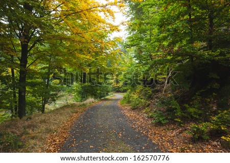 Scenic shot of narrow road along trees in the lush forest