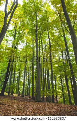 Low angle view of tall trees in the forest