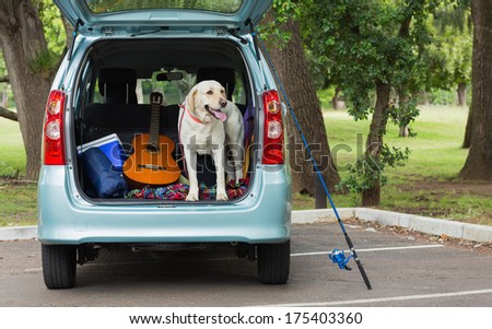 Domestic dog standing in the car trunk