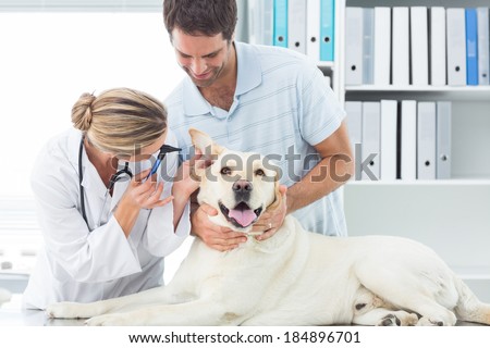 Female vet examining ear of dog with man in clinic