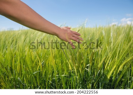 Womans hand touching wheat in field on a sunny day in the countryside