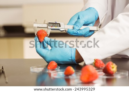 Food scientist measuring a strawberry at the university