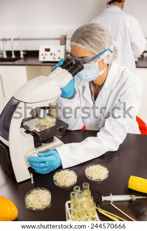 Food scientist looking at petri dish under microscope at the university