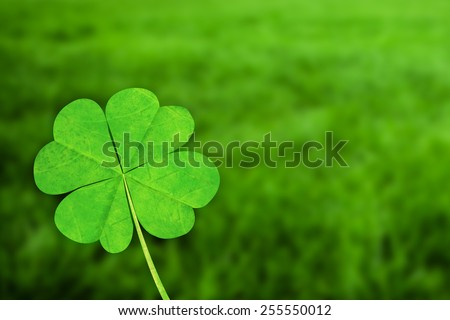 four leaf clover against grass