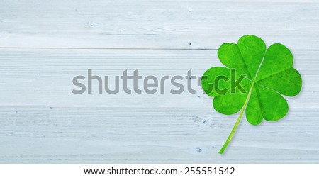 four leaf clover against bleached wooden planks background