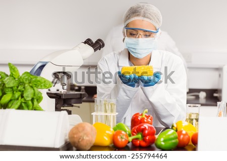 Food scientist looking at corn cob at the university