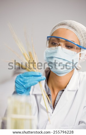 Food scientist looking at wheat at the university