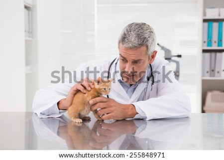Veterinarian examining a little cat in medical office