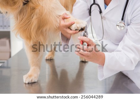 Vet using nail clipper on a labrador in medical office
