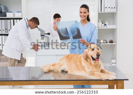 Veterinarian coworker examining dogs x-ray in medical office