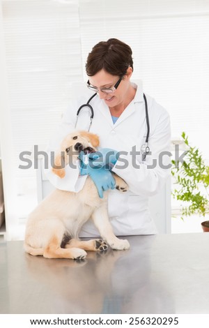 Veterinarian giving medicine to dog in medical office