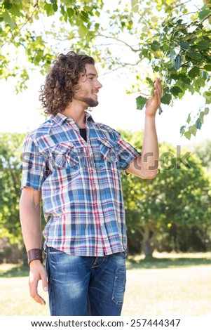 Young man touching leaf on tree on a summers day