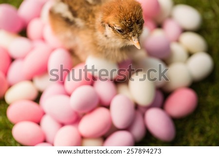 Stuffed chick with easter eggs on green grass
