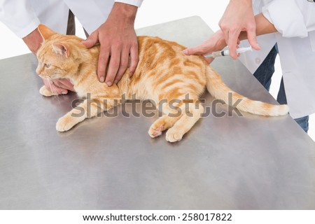 Veterinarians doing injection at a cat in medical office