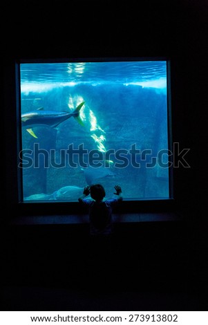 Young man watching fish in a darkest room behind the camera at the aquarium