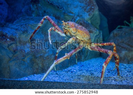 Big crab climbing a stone in tank at the aquarium