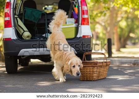 Domestic dog going out of the car trunk