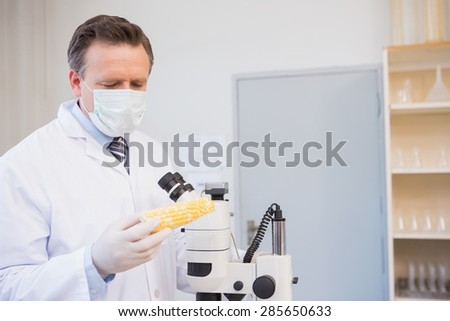 Food scientist examining corn in laboratory