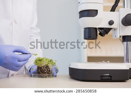 Scientist examining plants in petri dish in the laboratory