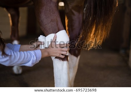 Cropped hands of female vet bandaging horse leg at stable