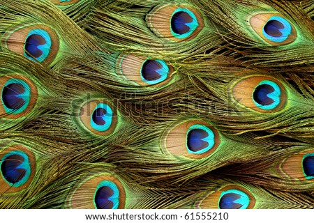 Peacock feather pattern background.