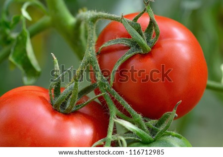 Red  tomatoes in the garden. Shallow depth of field.