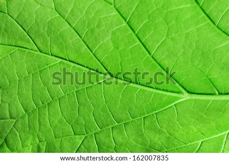 Macro green leaf ecology plant background