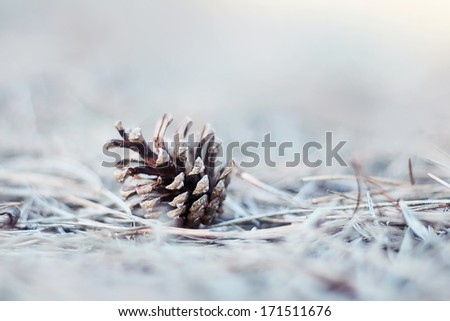Cone pine on needle evergreen with winter snow