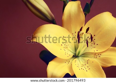 Yellow summer lily isolated flower on a brown background