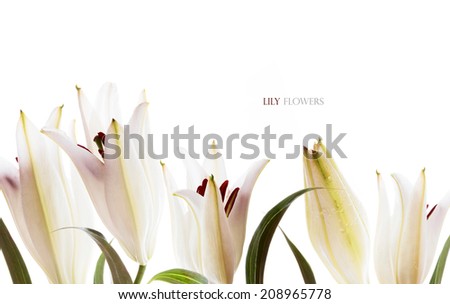 White fragility purity wedding lily flowers on a white background
