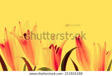 White fragility purity retro lily flowers on a  yellow background