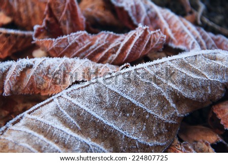 Frozen autumn frost cold morning ice leaves