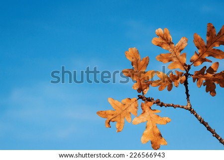 Oak autumn dry branch on a blue sky background