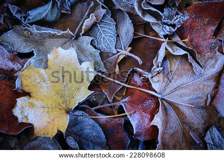 Frozen autumn frost cold morning ice leaves background