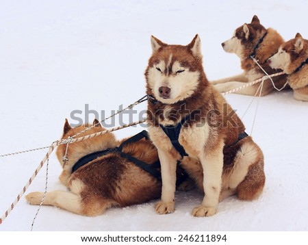Husky siberian mountain dogs group on a white snow background