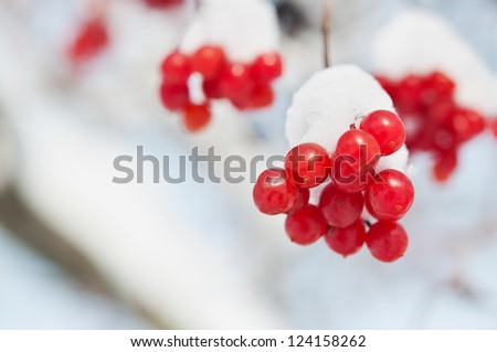 red viburnum berry bunch into snow