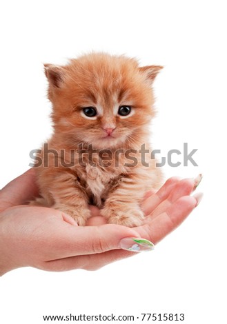 little kitty on the palms of the girl isolated on a white background