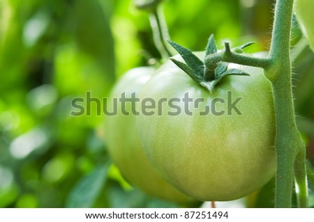one juicy and ripe tomato in the greenhouse