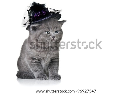 small cat with hat isolated on a white background