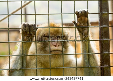 Closeup of caged Monkey with sad looking, Long Tailed Macaque