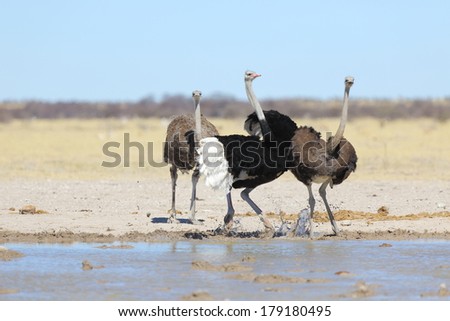 Male ostrich showing off