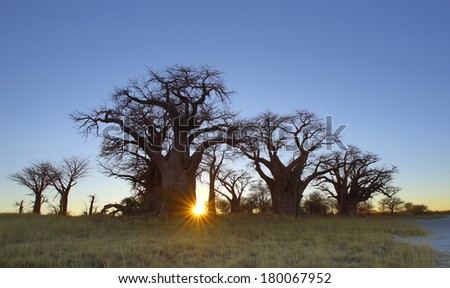 Sun Star burst at Baines Baobab