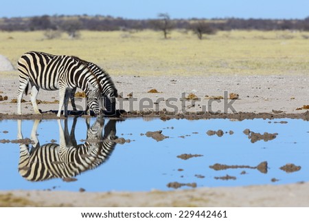 Zebra mirror image