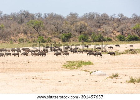 Cape Buffalo in dry riverbed