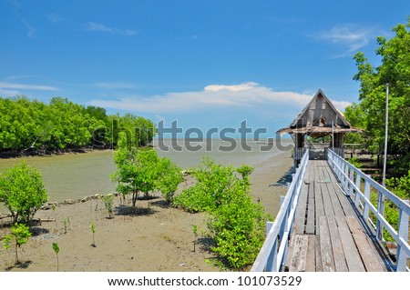 Mangrove forest and grunge wooden pavilion