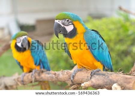 Blue-and-yellow Macaw (Ara ararauna) also known as the Blue-and-gold Macaw, a large South American parrot