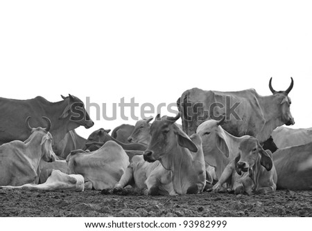 A group of cow resting in a field on a white background, black and white